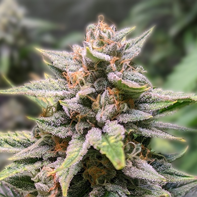 Cannabis Seeds Alberta A Comprehensive Guide